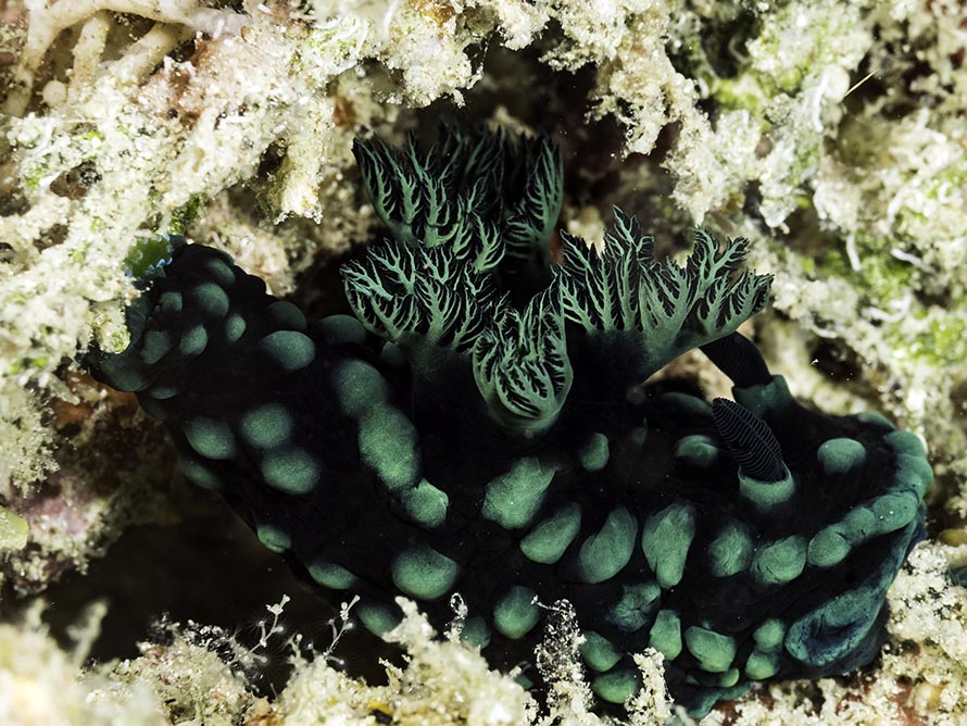 Nembrotha cristata